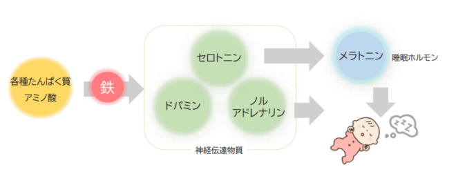 鉄分の役割の図